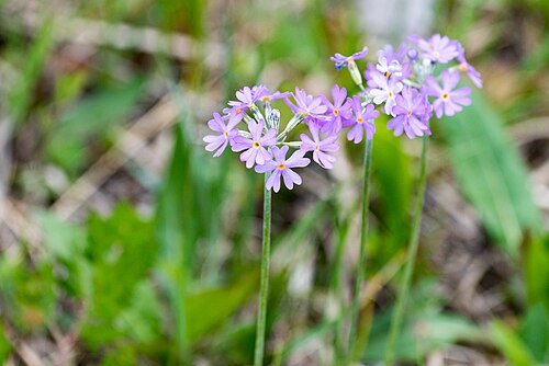Bird's eye primrose: NSG-00576.01 Riedholz und Grettstädter Wiesen, Primula farinosa