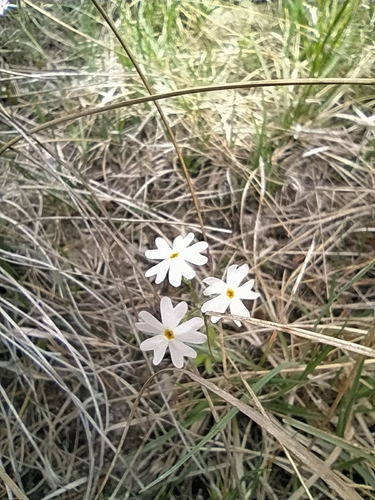 Bird's eye primrose (Primula farinosa)