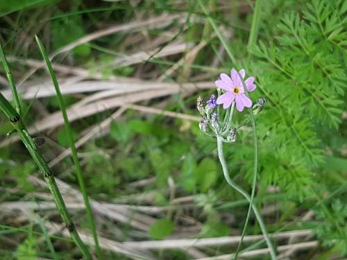Bird's eye primrose (Primula farinosa)