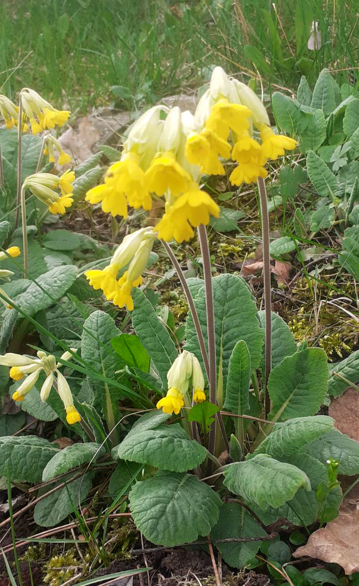 Cowslip: Species in Botanical Garden Kragujevac