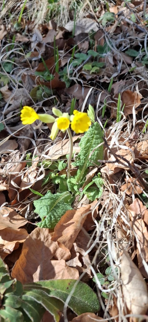 Cowslip (Primula veris)