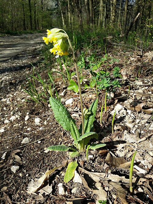 Cowslip: Habitus Taxonym: Primula veris (subsp. veris) ss Fischer et al. EfÖLS 2008 ISBN 978-3-85474-187-9 Location: Ernstbrunner Wald NE Fleischhackerkreuz, district Mi