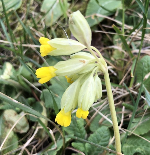 Cowslip (Primula veris)