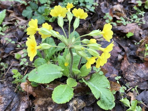 Cowslip (Primula veris)