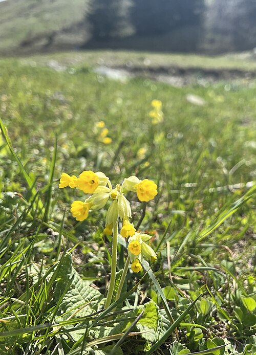 Cowslip: a.k.a. primevère, cowslip primrose, found on the hills of Chamrousse, Isère department, Auvergne-Rhône-Alpes region, France 🇫🇷