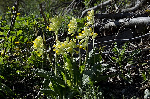 Cowslip: common cowslip