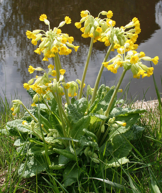 Cowslip: Cowslips (Primula veris)