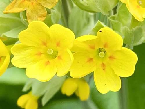 Cowslip (Primula veris)