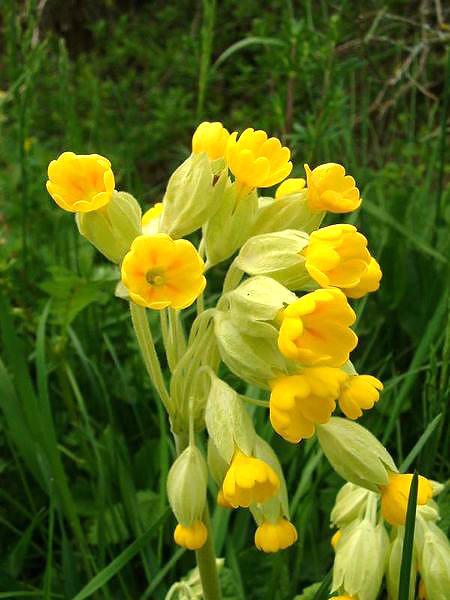 Cowslip: edit by Tournachon of this image by Jeffdelonge