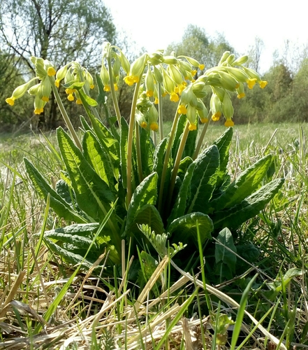 Cowslip (Primula veris)