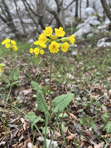 Cowslip (Primula veris)