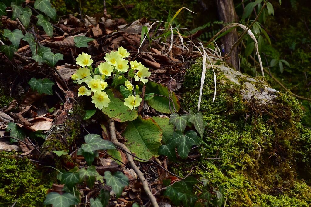 Primrose (Primula vulgaris)