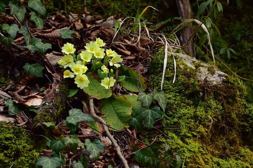 Primrose