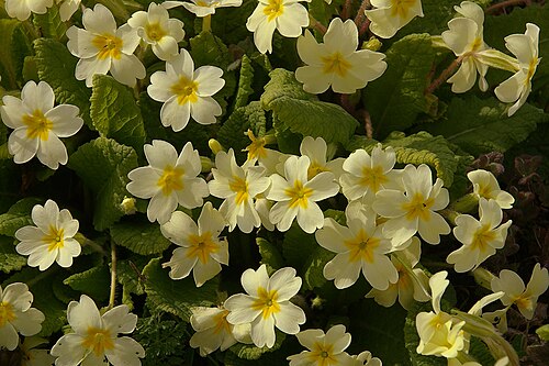 Primrose: Primroses ( primula vulgaris ) by the South Wales Main Line at Chipping Sodbury.