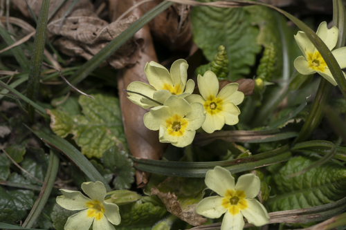 Primrose (Primula vulgaris)