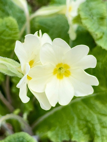 Primrose (Primula vulgaris)