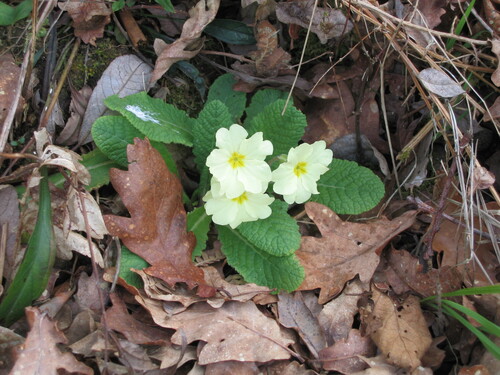 Primrose (Primula vulgaris)