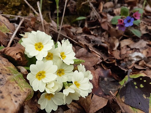 Primrose: Primula vulgaris, the common primrose, is a species of flowering plant in the family Primulaceae, native to western and southern Europe, northwest Africa, and p