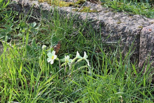 Primrose (Primula vulgaris)