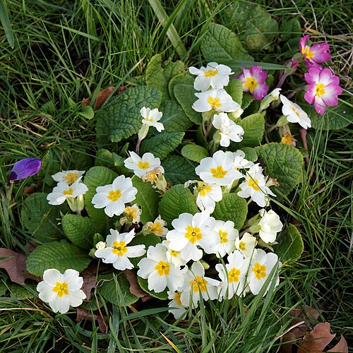 Primrose: Primula vulgaris (primrose), at the City of London Cemetery and Crematorium , Newham , England. Camera : Canon EOS 6D with Canon EF 24-105mm F4L IS USM lens. So