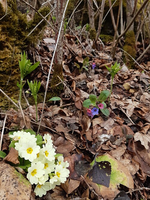 Primrose: Primula vulgaris, the common primrose, is a species of flowering plant in the family Primulaceae, native to western and southern Europe, northwest Africa, and p
