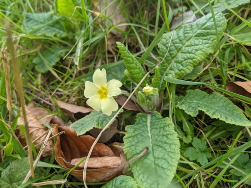 Primrose (Primula vulgaris)