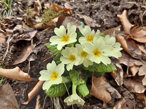 Primrose: Primula vulgaris, the common primrose, is a species of flowering plant in the family Primulaceae, native to western and southern Europe, northwest Africa, and p