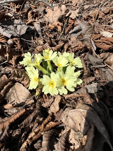 Primrose (Primula vulgaris)