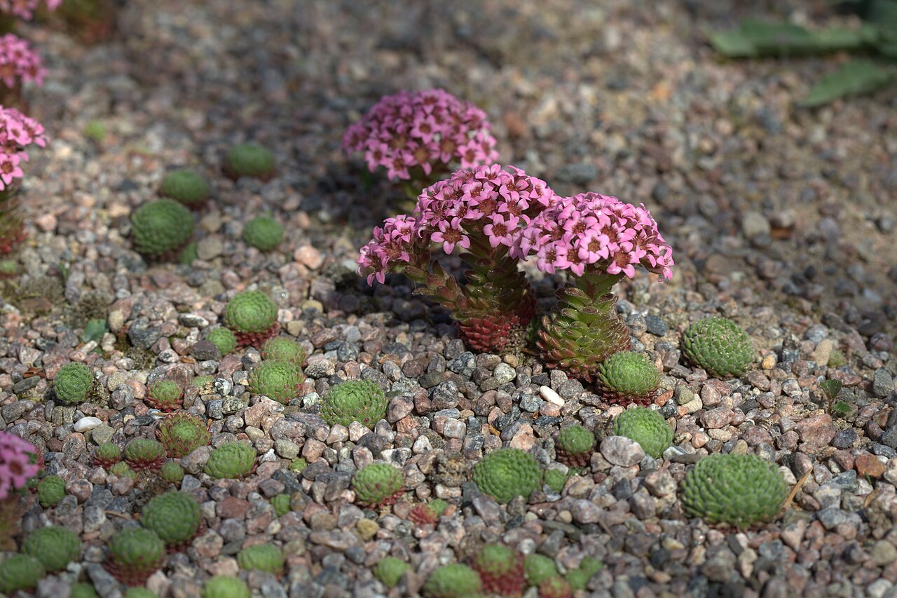 Prometheum pilosum: Photo taken at Gothenburg botanical garden. Specimen id: 2010-2512 s G Seed collected in 2010 from a Garden (Huber).