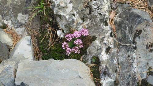 Prometheum pilosum (Prometheum pilosum)