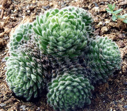 Prometheum pilosum: Sedum pilosum