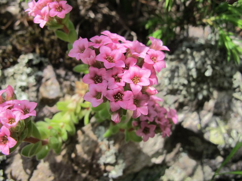Prometheum pilosum (Prometheum pilosum)
