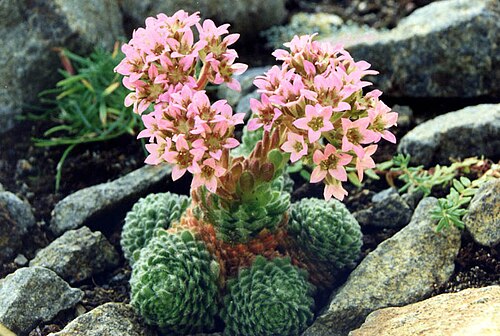 Prometheum pilosum: Sedum pilosum