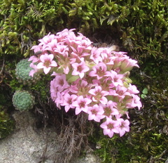 Prometheum pilosum (Prometheum pilosum)
