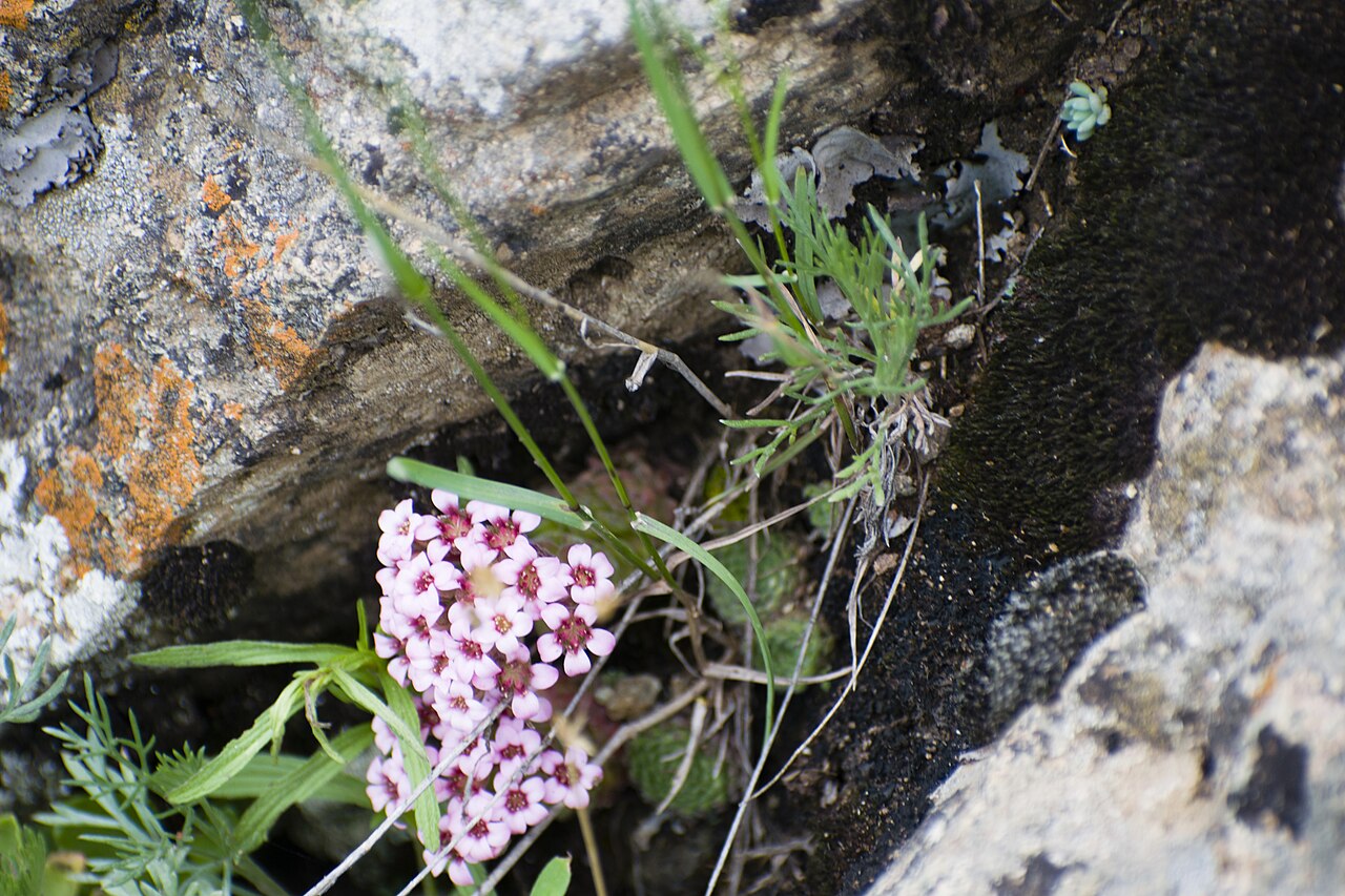 Prometheum pilosum: This is a photo of a natural site in Armenia identified by the ID