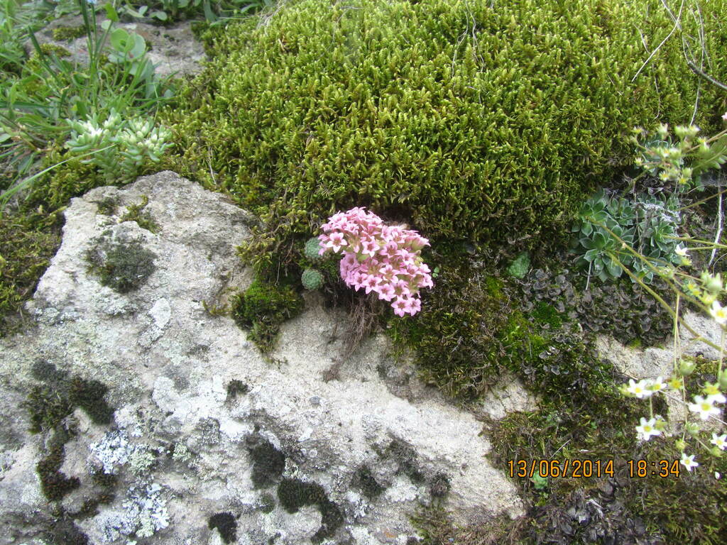 Prometheum pilosum (Prometheum pilosum)