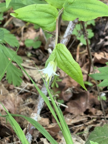 Drops-of-gold (Prosartes hookeri)
