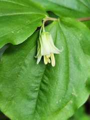 Drops-of-gold (Prosartes hookeri)