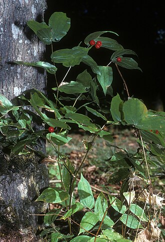 Drops-of-gold: Prosartes hookeri , Benton County, Oregon, USA. This file is licensed under the Creative Commons Attribution 2.0 Generic license. You are free: to share – to co