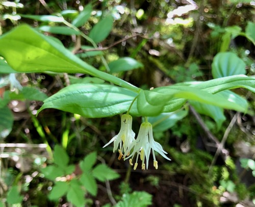Drops-of-gold (Prosartes hookeri)