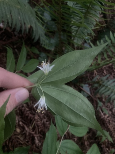 Drops-of-gold (Prosartes hookeri)