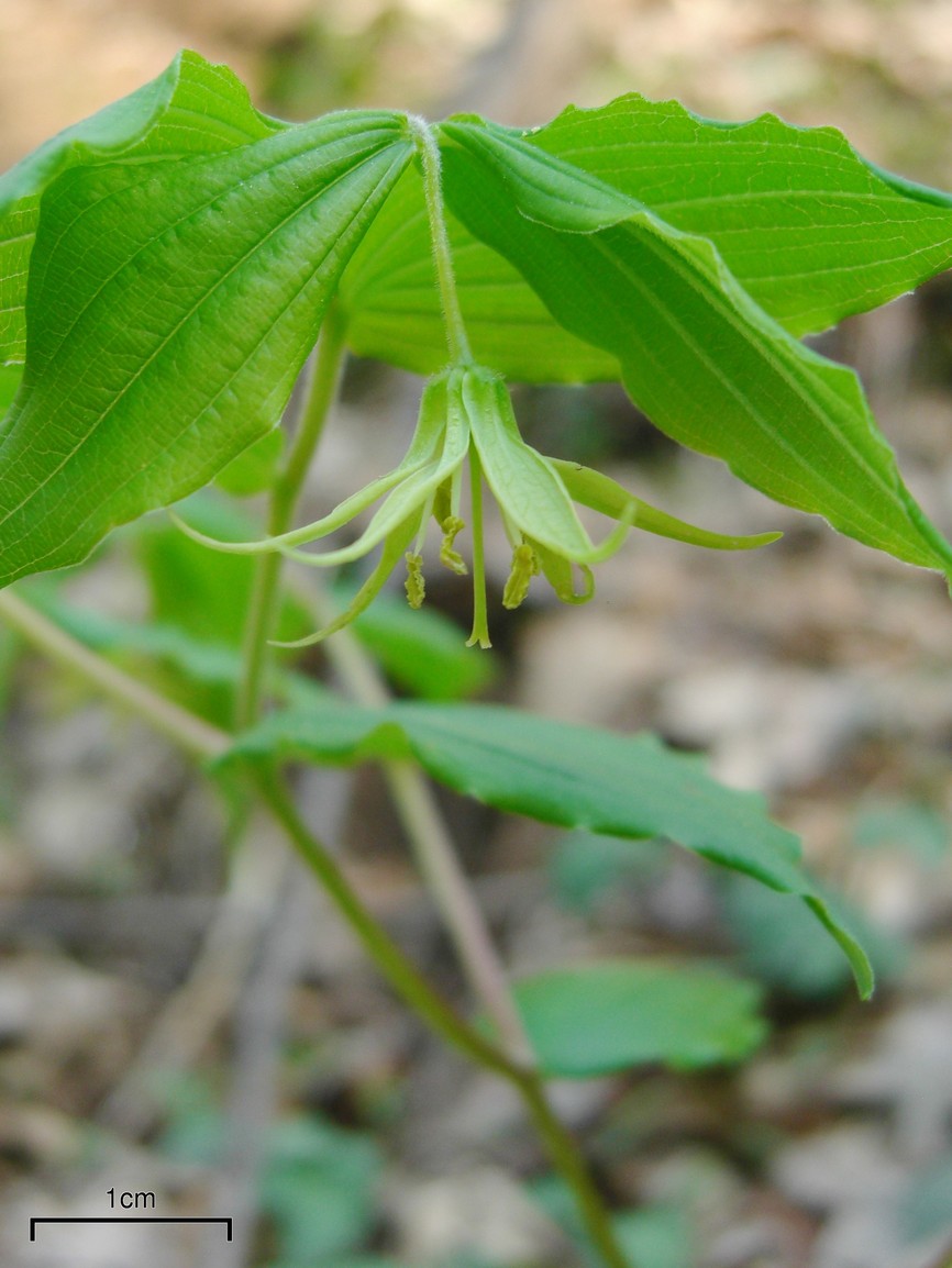 Yellow fairybells: Prosartes lanuginosa 20100415.12 Great Smoky Mountains, NC