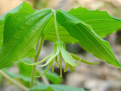 Yellow fairybells: Prosartes lanuginosa (yellow fairybells) - Great Smoky Mountains, NC