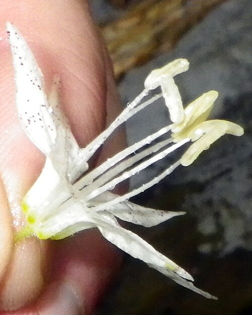 Yellow mandarin: Prosartes maculata (Buckley) A.Gray - spotted mandarin flower