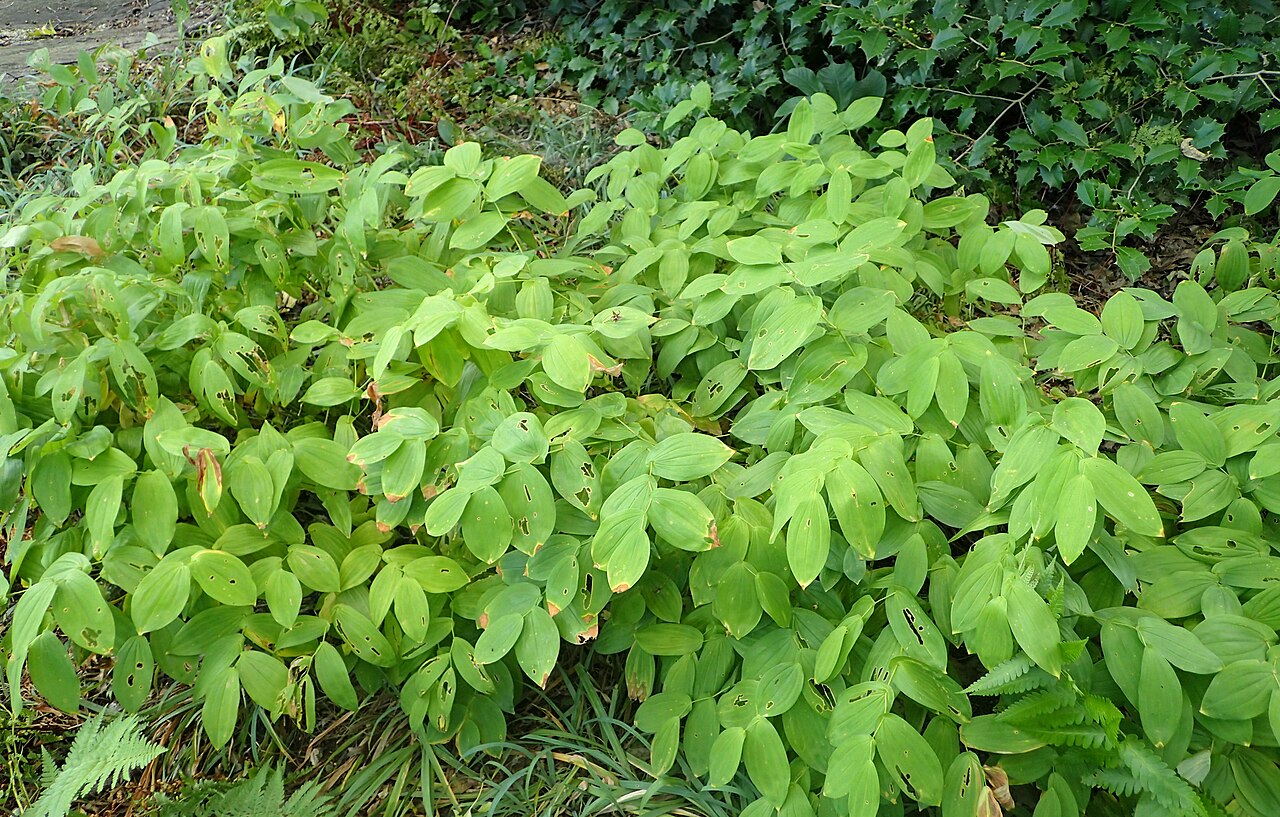 Yellow mandarin: Prosartes maculata at the New York Botanical Garden