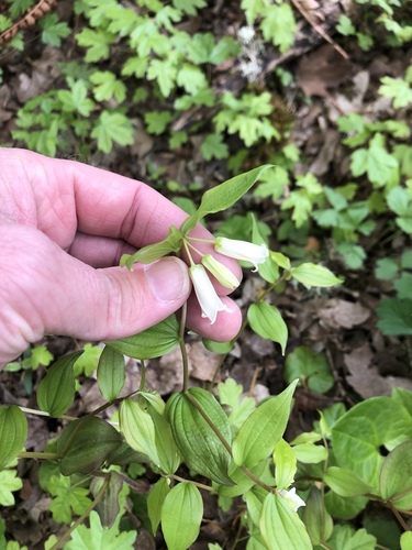 Largeflower fairybells (Prosartes smithii)