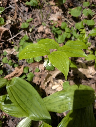 Largeflower fairybells (Prosartes smithii)