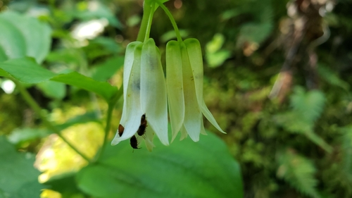 Largeflower fairybells (Prosartes smithii)