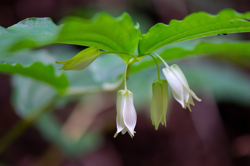 Largeflower fairybells (Prosartes smithii)
