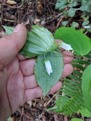 Largeflower fairybells (Prosartes smithii)